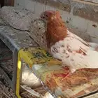 للبيع حمام ايراني