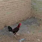 ديك للبيع