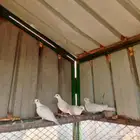 جوزين قماري