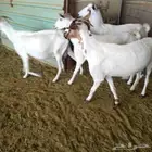 اعرض لكم 4 معزه بشيات دفيع شرط الشيء الطيب