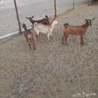 جفرات جنوبيه مندي فل شحم