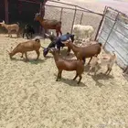 معزا خلفات متاويم جنوبيات وعمانيات