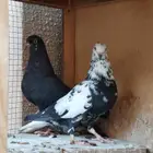 قطايف