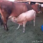 بقرة جيرسيه خلفه ولدها عجل عمر 4 شهور