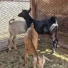 تيوس وجفره