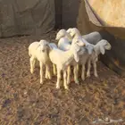 دواغير خرفان حري
