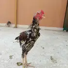 ديك سندي فرخ