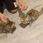 قطوه