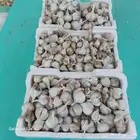 بذر ثوم بلدي