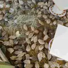 سمان