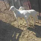 طليان