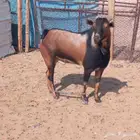 تيس فحل جبر