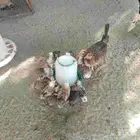 دجاجة عربي مع فروخها