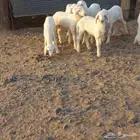 دواغير حري خرفان