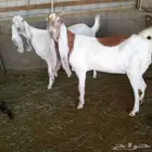 اعرض لكم معزه هولنديات صنف فاخر من الدرجه الاولى دفيع سونار