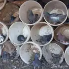 حمام بري