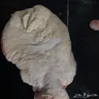 شحم حري( لية حري) او شحم بطن (ستار البطن) وكبدة طازة