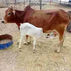 بقره تحتها حسيله للبيع