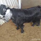 اعرض لكم تيس فحل عرضيصنف فاخر من الدرجه الاولى النادره