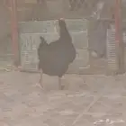 دجاج