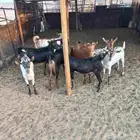 جفرات جنوبية