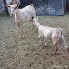 معزا خلفات