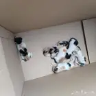 قطط صغيرين يحتاجو ام مرضعه