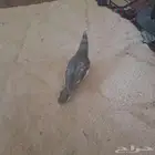 الدوادمي