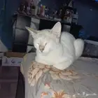 تبني 1 أنثى