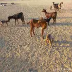 معزا جنوبية خلفات