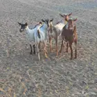 جفرات جذعات