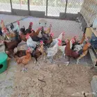 ديوك بلدي