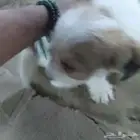 انثى عمرها 3اسابيع