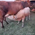 بقرة جيرسيه خلفه ولدها عجل عمر 4 شهور ونص