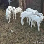 طليان دواغير حري