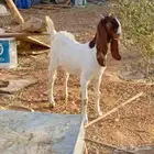 جفره هولنديه
