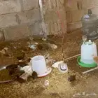 فروخ العمر شهر تقريبآ