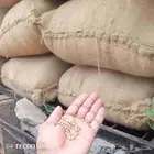 اكياس حب بلدي شرط من المزرعه