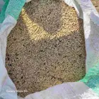 شعير بلدي سداسي