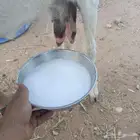 لبن ماعز