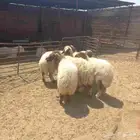 رخال نعيم