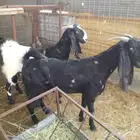 اعرض لكم 2معزه هولنديات صنف فاخر من الدرجه الاولى