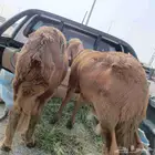 طليان سواكن