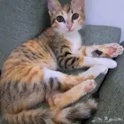قطه صغيره لتبني