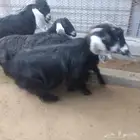 اعرض لكم معزه عوارض منايح بافحل عارضي صنف فاخر