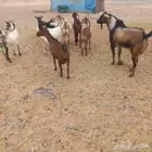 معزا جنوبية مقنوي بفحلها