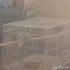 جوز دره هندي