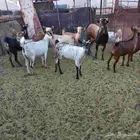 معزا جنوبية خلفات ودفيع مقنوي