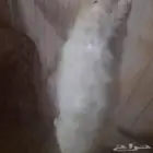 ارانب فرنسيه