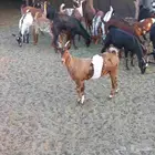 جذعات جنوبيات وعمانيات مقنوي